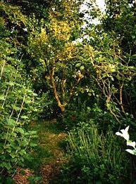 Image result for forest garden
